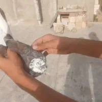 ۲ عدد کفتر پرشی