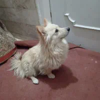 سگ پامر روباهی