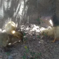 جوجه اردک سه عدد با هم فقط ۴۰۰ تومن