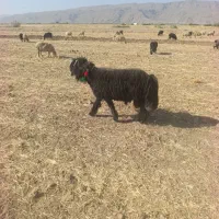 شیشک قوچ سیاه بختیاری