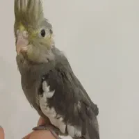 جوجه عروس هلندی
