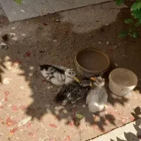 اردک