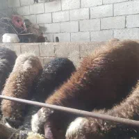 گوسفند
