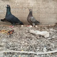 کبوتر پلاکی نر سیاه و سبز