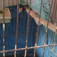 جفت مرغ عشق