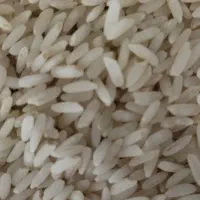 برنج چمپا منطقه ششبهره