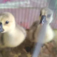 بچه قوغاز