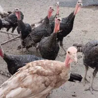 بوقلمون نر