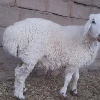 بره نر گوزلی دو رگ