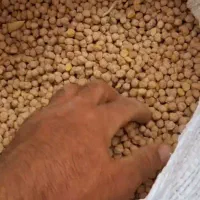 نخود|خوردنی و آشامیدنی|بروجرد, |دیوار