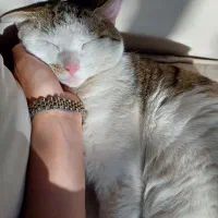 واگذاری گربه نر