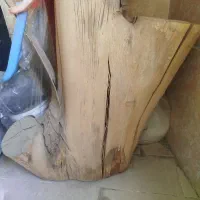 تنه درخت تزیینی سالم