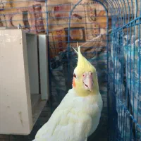 یک عدد عروس هلندی