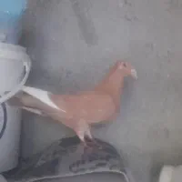 پرنده|پرنده|شیراز, کوشک بیدک|دیوار