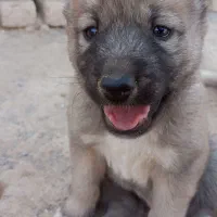 توله سگ