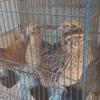 چهار عدد بلدرچین تخم گذار