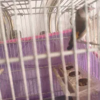 سهره سر سیاه نر معاوظه با قناری ماده یا انگشتر