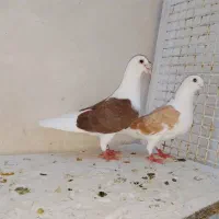 دوکت پلاکی المانی اصل