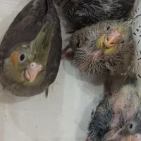 جوجه عروس
