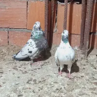 «کبوتر پرشی سوسک»