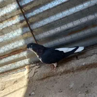 کفتر خوشرنگ