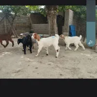بزغاله