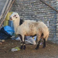 باسلام فروش ۱راس قوچ پلنگی