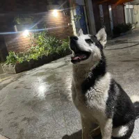 واگذاری سگ هاسکی