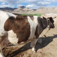 گاو|حیوانات مزرعه|کوهنانی, |دیوار