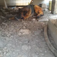 سگ ژرمن اصیل