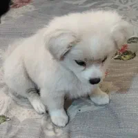 توله سگ پامرخرسی