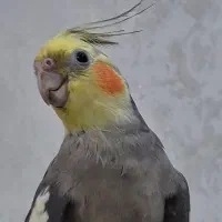 گمشده