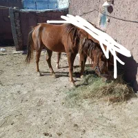 اسب عرب