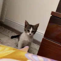 گربه