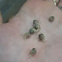 حلزون(بچه)