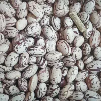 لوبیا‌چیتی