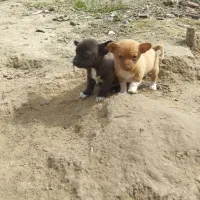 سگ پاکوتاه شی واوا