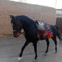 نریون سواریدار درجه یک