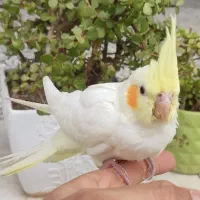 عروس هلندی و مرغ عشق
