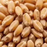 گندم ابی با عملکردبالا