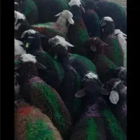 بره نر لاغر پای پرواری سبک درجه 1 غزه قزل افشار