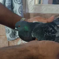 یک عددکبوتر