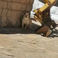 حرف