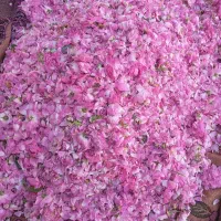 گل محمدی تازه