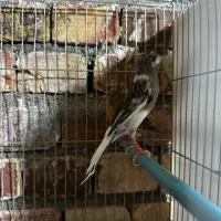 قناری نرکلاستر بخون رسمی معمولی هست