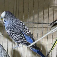 مرغ عشق نر هلندی