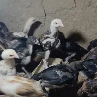 نیمچه خروس لاری ۵۰روزه
