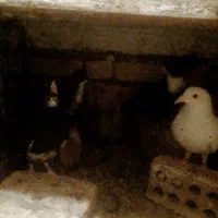 نه تاکفترجوجه وماده