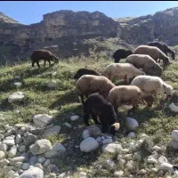 گوسفند