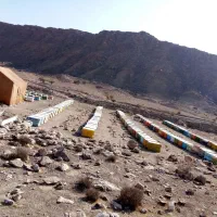 زنبور عسل اتریشی